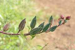 Abelmoschus manihot subsp. tetraphyllus